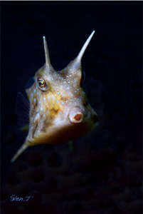 A Long-horned Cowfish not too shy.. by Sven Tramaux 